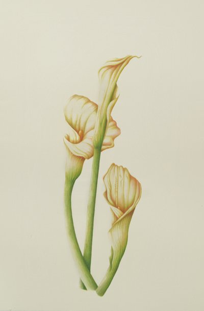 Arum Lily, 2001 (wc på papir) av Annabel Barrett