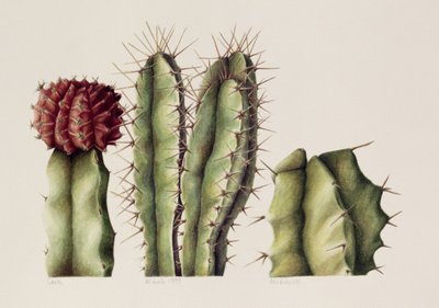 Cacti, 1999 (wc på papir) av Annabel Barrett