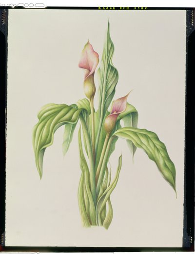 Carla Lily, 2000 (wc på papir) av Annabel Barrett