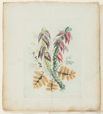Plate, fra New Suite of Notebooks of Ideal Flowers for bruk av tegnere og malere av Anne Allen