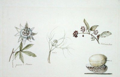 Pasjonsblomst, anis og koriander av Anne Marguerite Hyde de Neuville