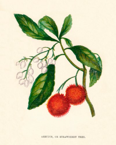 Arbutus, eller jordbærtre, c1891, 1891 av Anne Pratt
