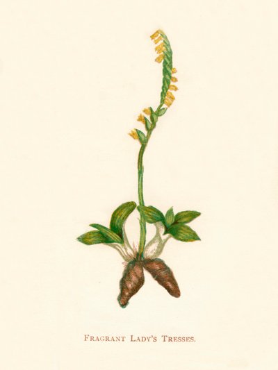 Fragrant Ladys Tresses, c1891, 1891 av Anne Pratt