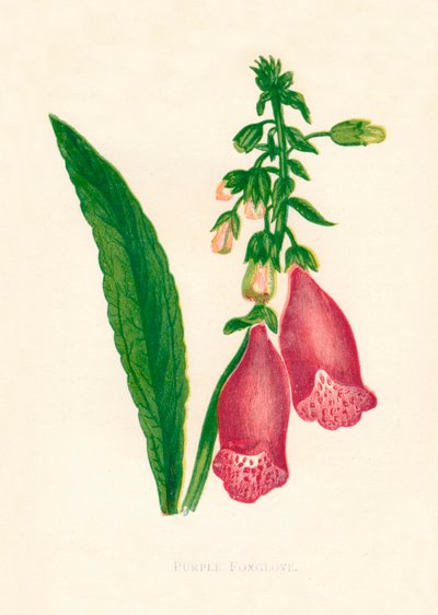 Lilla revebjelle, c1891, 1891. av Anne Pratt
