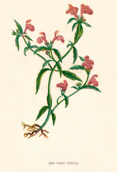 Rød hamp nesle, c1891, 1891 av Anne Pratt