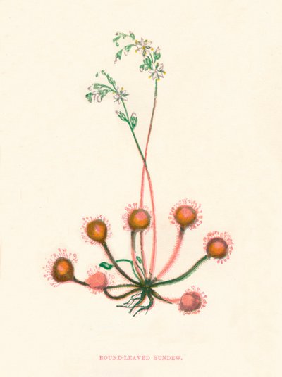 Round-Leaved Soldegg, c1891, 1891 av Anne Pratt