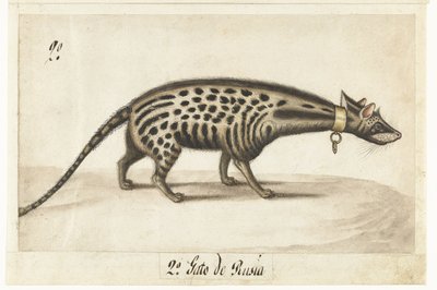 Albumark med sivet Civet Cat av Anonymous