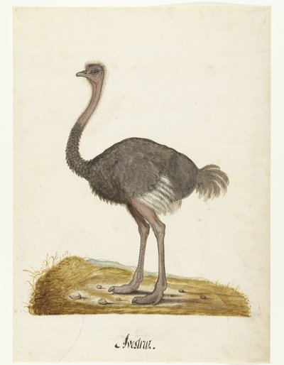 Albumark med en struts Struisvogel Avestruz. (tittel på objekt) Lombard-album (serietittel) av Anonymous