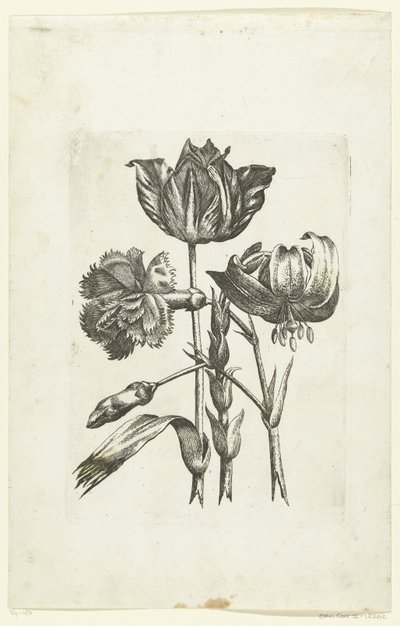Anjer, tulp en lelie Nye blomsterikoner (serietittel) av Anonymous