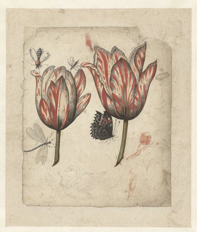 Blad med to tulipaner og noen insekter av Anonymous