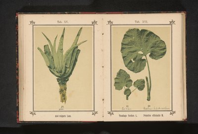 Blad av en følfot og et blad av en løve Tussilago Farfara L. Petasites officinalis M. (tittel på objekt) av Anonymous