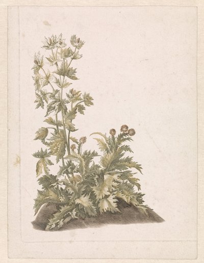 Blomstrende tistler av Anonymous