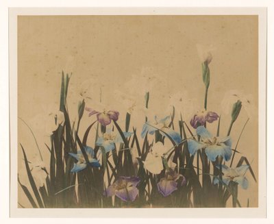 Blomsterstilleben med iris av Anonymous