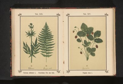 Bosaardbei Fragaria vesca L. (tittel på objekt) av Anonymous