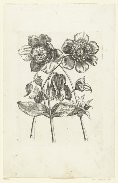 Tre blomster Nye blomsterikoner (serietittel) av Anonymous