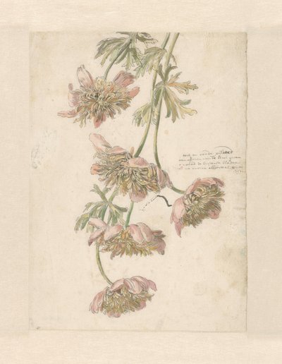 Tre greiner med blomster hvit og rød (...) (tittel på objekt) av Anonymous