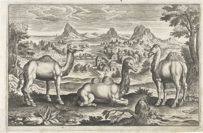 Dromedarer og en kamel Firbeinte dyr (serietittel) Animalivm Qvaddrvpedvm (serietittel) av Anonymous