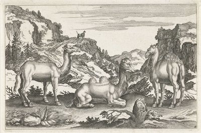 Dromedarer og en kamel Firebeinte dyr (serietittel) Animalivm Qvaddrvpedvm (serietittel) av Anonymous