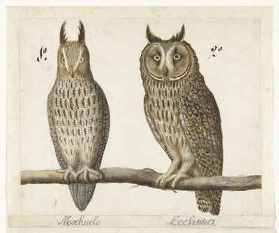 Lilleugle og Langøret ugle Mochuelo / Lechuza (tittel på objekt) Lombard-album (serietittel) av Anonymous