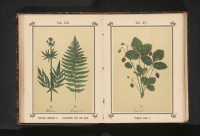 Ekte vendelrot og en gren av en hannbregne Valeriana officinalis L. Polystichum Filix mas Roth (tittel på objekt) av Anonymous