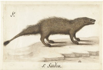 Egyptische ichneumon Herpestes ichneumon / Sandino / Egyptian Mongoose (tittel på objekt) Lombard album (serietittel) av Anonymous