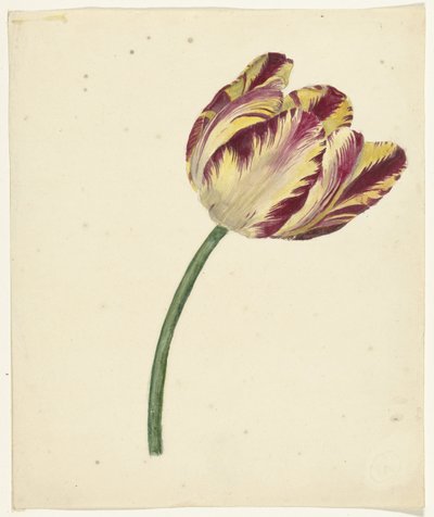 Gul-rød tulipan av Anonymous