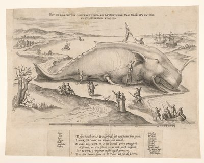 Strandet hval nær Antwerpen, 1577 Waerachtich conterfeytsel og størrelsen på denne[n] hvalen, ghevanghe[n] den 2. juli 1577 (tittel på objekt) av Anonymous