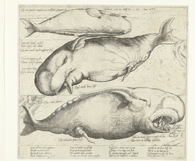 Strandet hval nær Antwerpen, 1577 True ung eigentliche contrafactur eines wallfisches gefangen in der scheldt nitt weit von Antorff Am 2. juli. Anno 1577 (tittel på objekt) av Anonymous