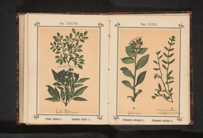 Flekk lungeurt og vanlig grisegress Pulmonaria officinalis L. Polygonum aviculare L. (tittel på objekt) av Anonymous