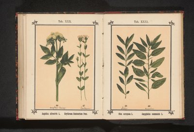 Vanlig angelica og ekte centaury Angelica silvestris L. Erythraea Centaurium Pers (tittel på objekt) av Anonymous