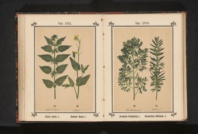 Brennesle og raps Urtica dioica L. Brassica Napus L. (tittel på objekt) av Anonymous