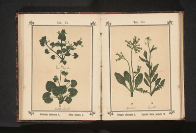 Gylden primula og en hyrdeveske Primula officinalis L. Capsella Bursa pastoris M. (tittel på objekt) av Anonymous