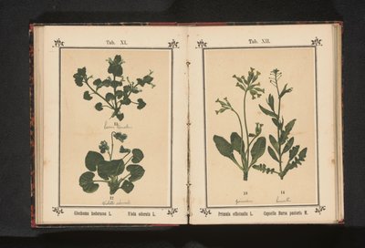 Hundetrav og en marsfiol Glechoma hederacea L. Viola odorata L. (tittel på objekt) av Anonymous