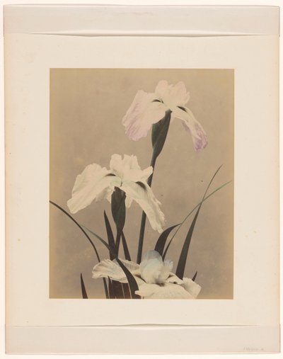 iris av Anonymous
