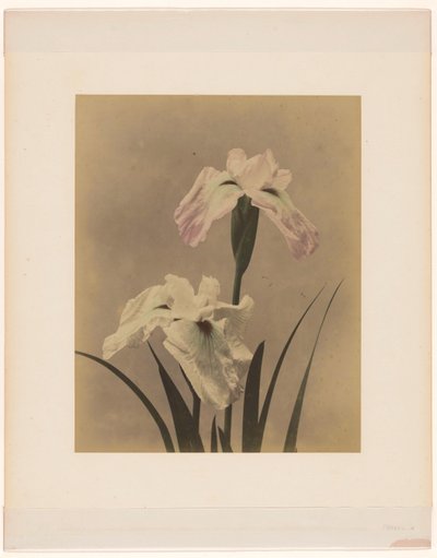 iris av Anonymous