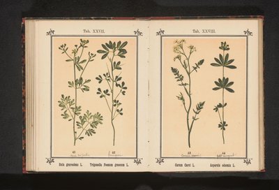 Karwij i lievevrouwebedstro Carum Carvi L. Asperula odorata L. (tittel på objekt) av Anonymous