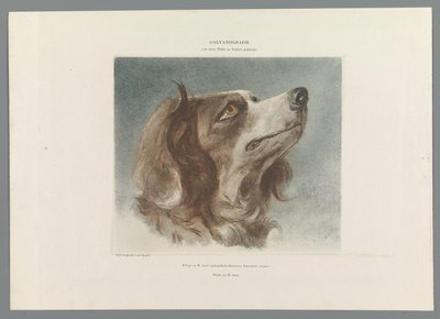 Hodet til en hund av Anonymous