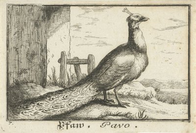 Landskap med påfugl Pfaw, Pavo (tittel på objekt) av Anonymous