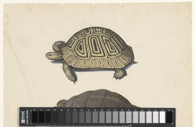 Landschildpad Lombard-album (serietittel) av Anonymous