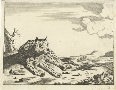 Liggende leopard, sett forfra, bena til høyre av Anonymous