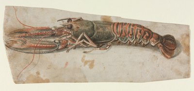 Hummer (rett) av Anonymous