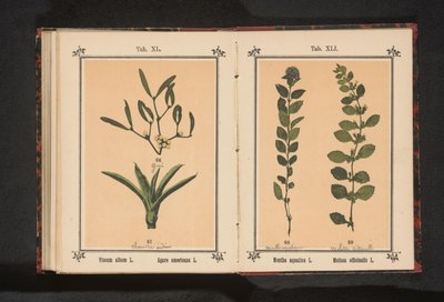 Misteltein og hundreårsaloe Viscum album L. Agave americana L. (tittel på objekt) av Anonymous