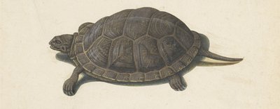 terrapin Lombard-album (serietittel) av Anonymous