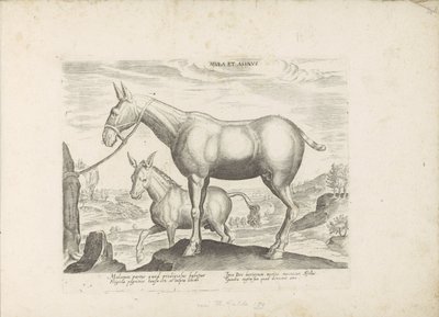 Mulezel og ezel Mule og esel (tittel på objekt) Paardenrassen uit de Koninklijke stallen van Don Juan van Oostenrijk (serietittel) Hesten, der alle slags adelsmenn: oppførselen til hester skilt fra forskjellige deler av verden valgt (...) (serietittel av Anonymous