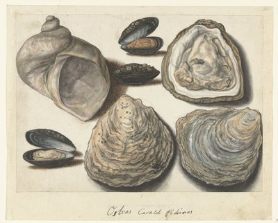 Østers, blåskjell og månehorn Ostras Caracol Pichinas (tittel på objekt) Lombard-album (serietittel) av Anonymous