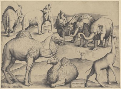 Olifantes, dromedarer og sjiraffer Tabell 3 over dyr hentet fra de eldste maleriene i Roma (tittel på objekt) Mirror of Roman Magnificence (serietittel) av Anonymous