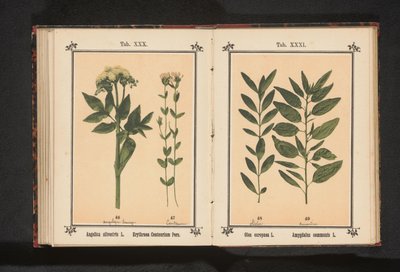 Olivengren og en mandelgren Olea europaea L. Amygdalus communis L. (tittel på objekt) av Anonymous