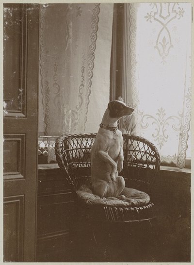 Hund sitter i en stol ved et vindu av Anonymous