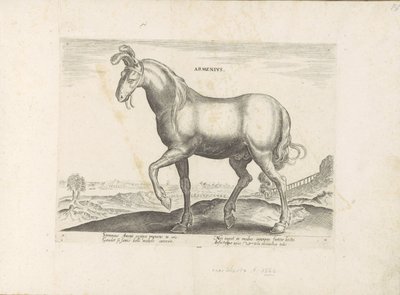 Paard uit Armenië Armenius (tittel på objekt) Paardenrassen uit de Koninklijke stallen van Don Juan van Oostenrijk (serietittel) Hesten, der alle slags adelsmenn: oppførselen til hester skilt fra forskjellige deler av verden valgt (...) (serietittel på ob av Anonymous