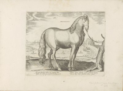 Paard uit Bretagne (Brittanus) Britannus (title on object) Paardenrassen uit de Koninklijke stallen van Don Juan van Oostenrijk (series title) Equile, in quo omnis generis generosissi: morum equorum ex varijs orbis partibus insignis delectus (...) (seri    av Anonymous